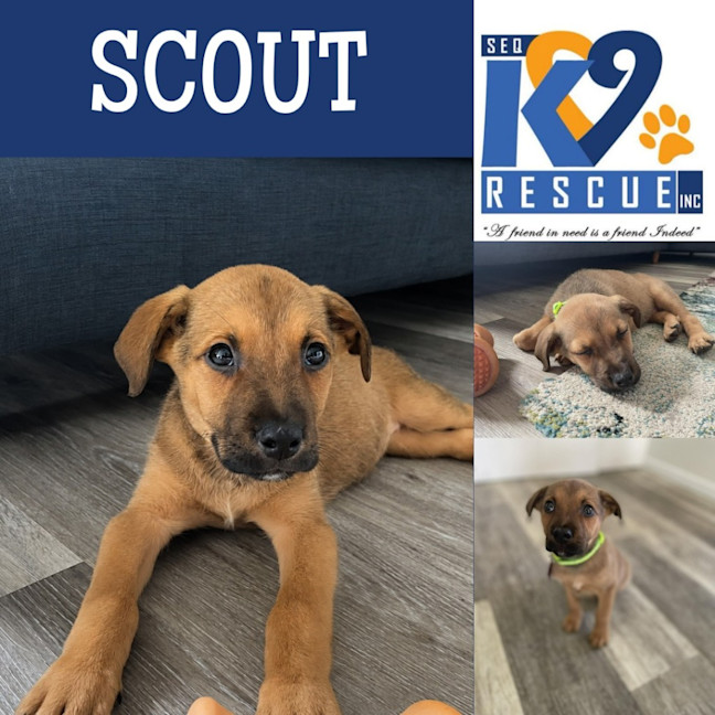 Photo of Scout