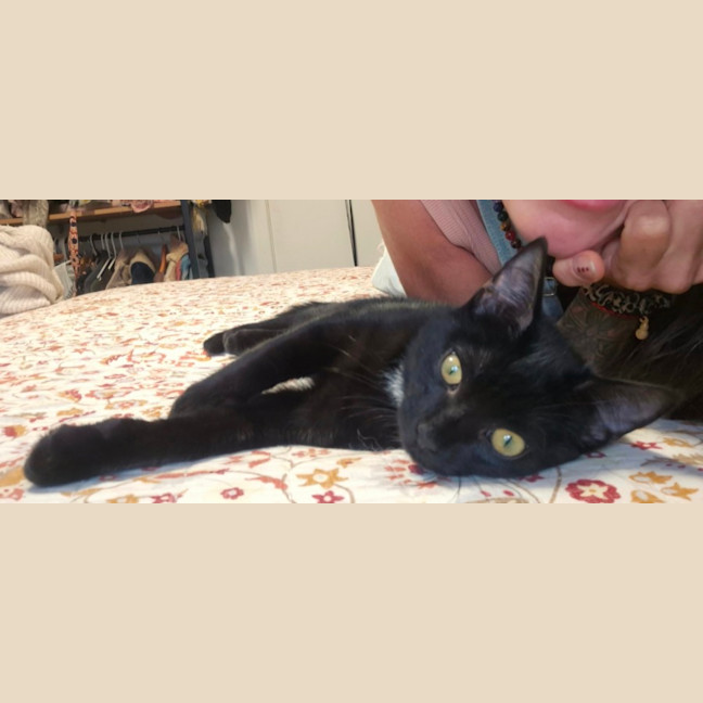 Photo of Onyx (8945)