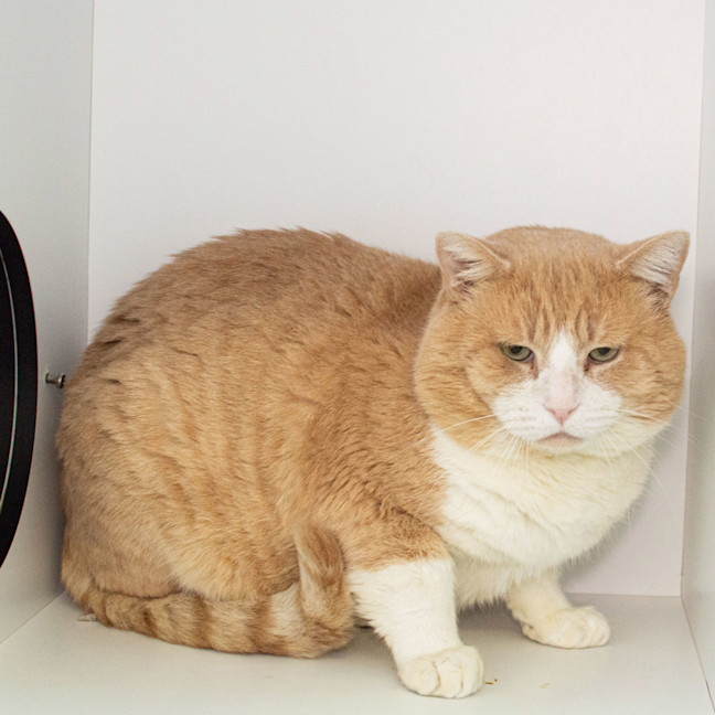 Photo of Goose