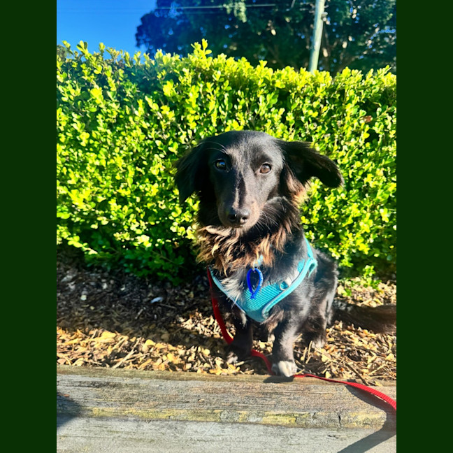 Photo of Socks – 1 Year Old Dachshund