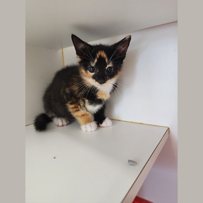 Photo of Tinkerbelle