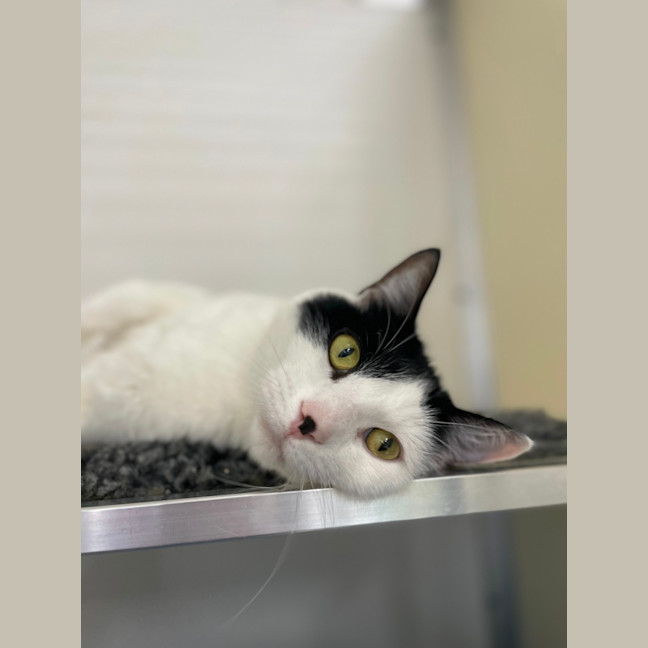 Photo of 🎠 Clancy 5624 🎠