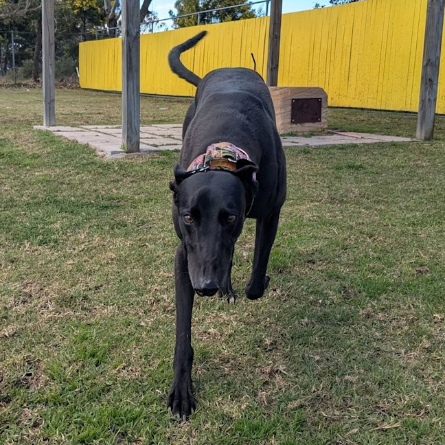 Photo of Ruby The Greyhound