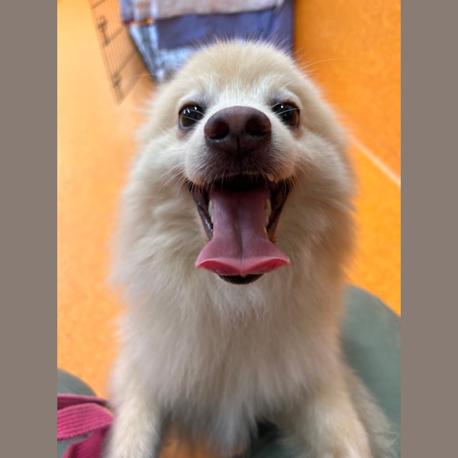 Photo of Peppi