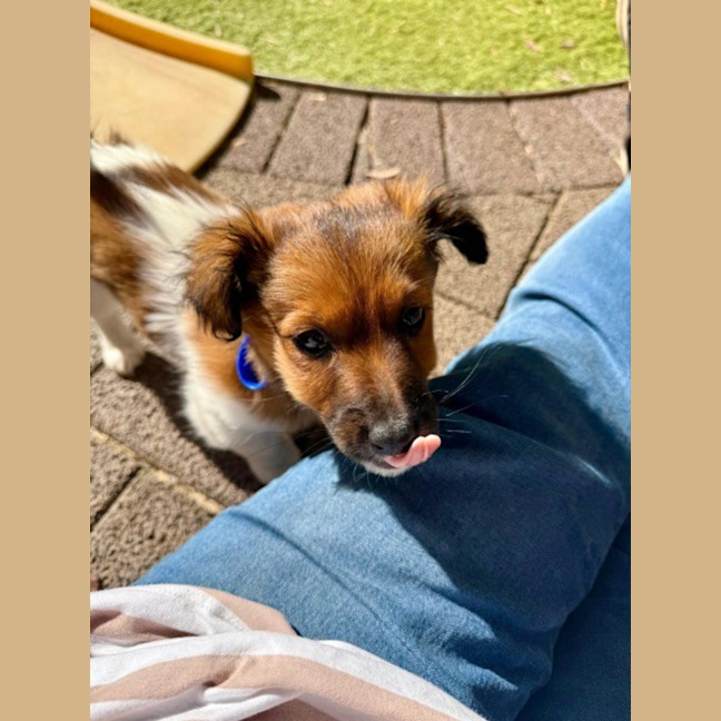 Photo of Finn   3 Month Old Fox Terrier X