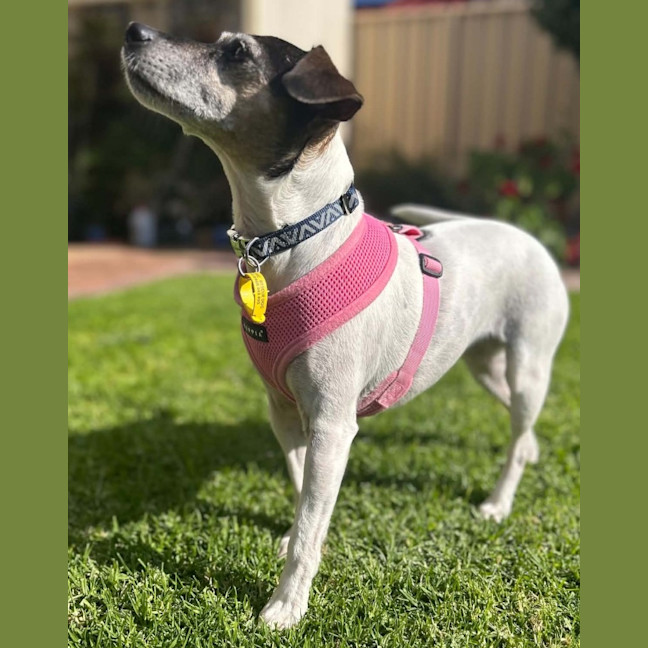 Photo of Dixie