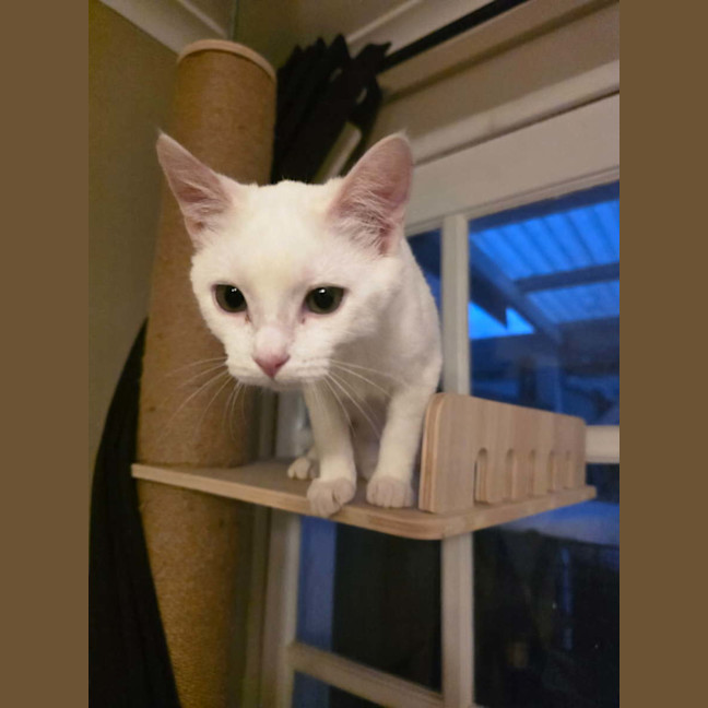 Photo of Aspen 