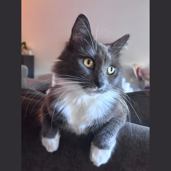 Photo of Skylar   Cat