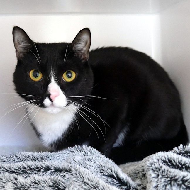 Photo of Leo Sua015224