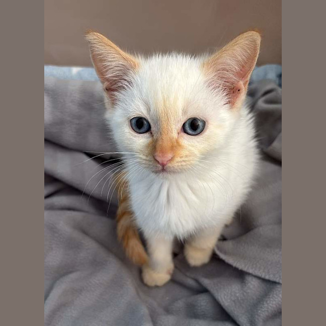 Photo of Slinky Malinki Gulson