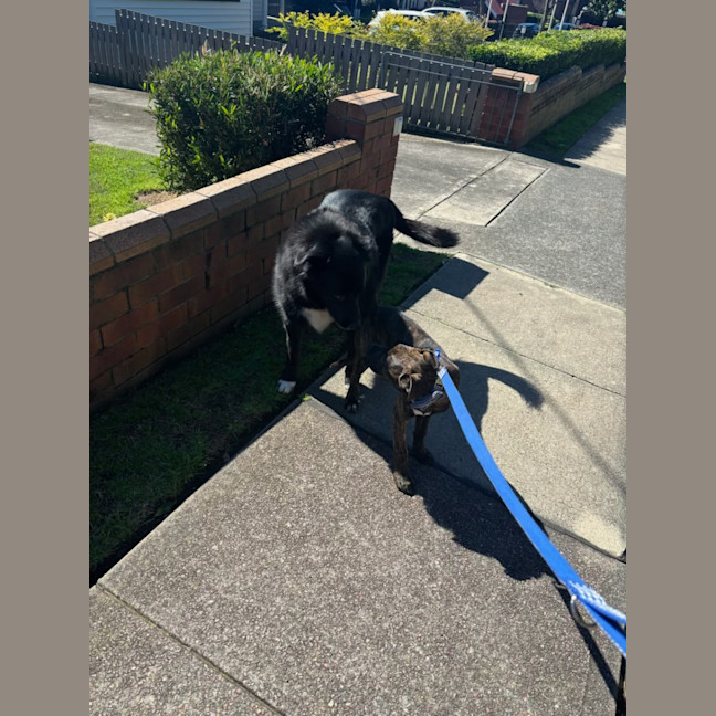 Photo of Alice   4 Month Old American Staffy X (Trial)