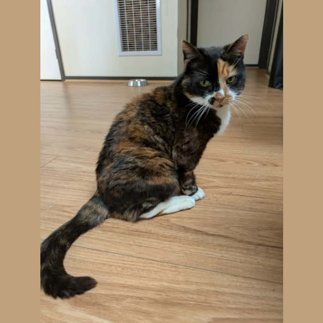 Photo of Dixie