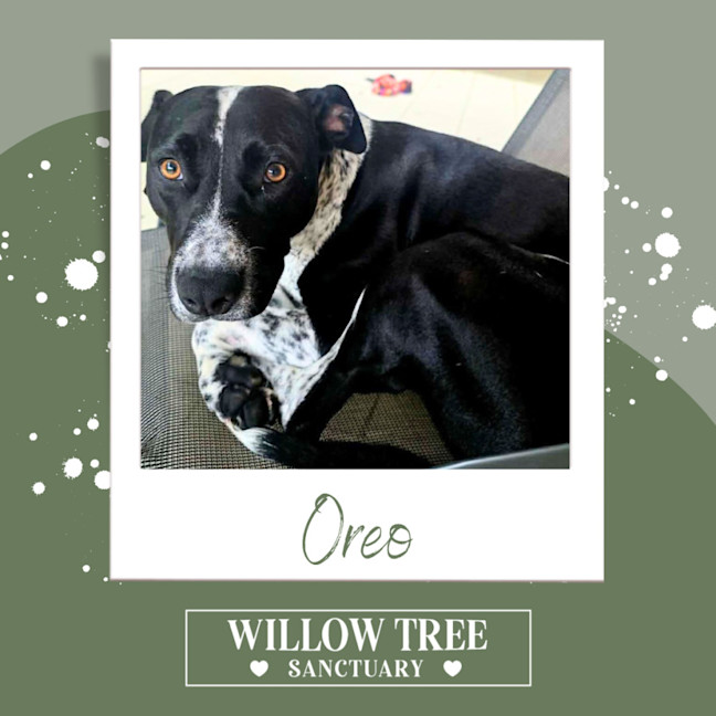 Photo of Oreo
