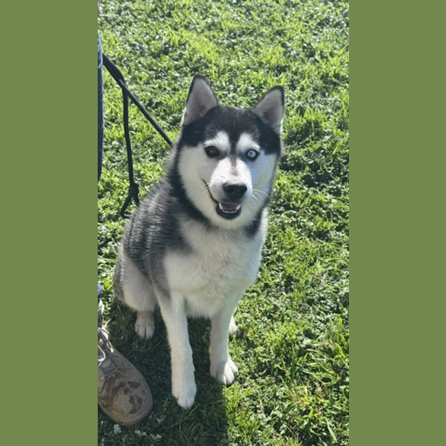 Photo of Bolt