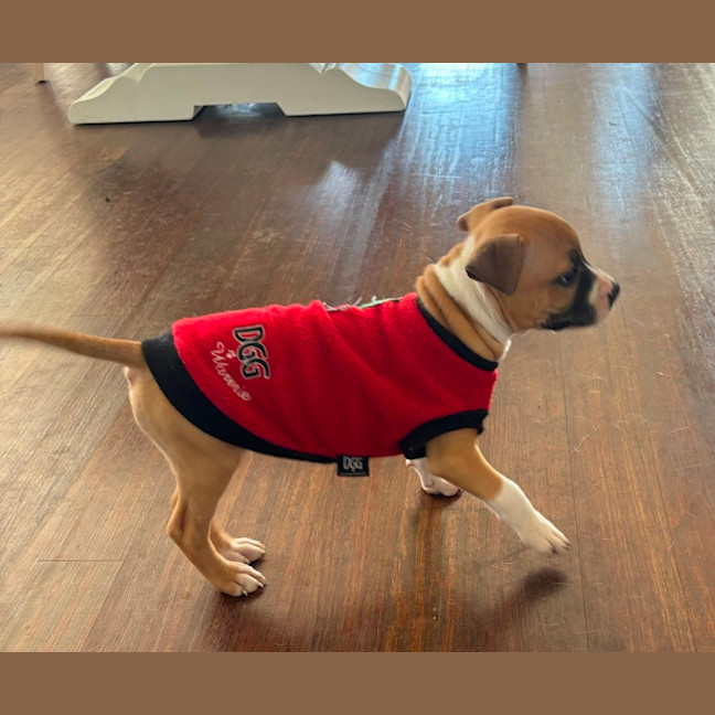 Photo of Jasper   10 Week Old Staffy X (Trial)