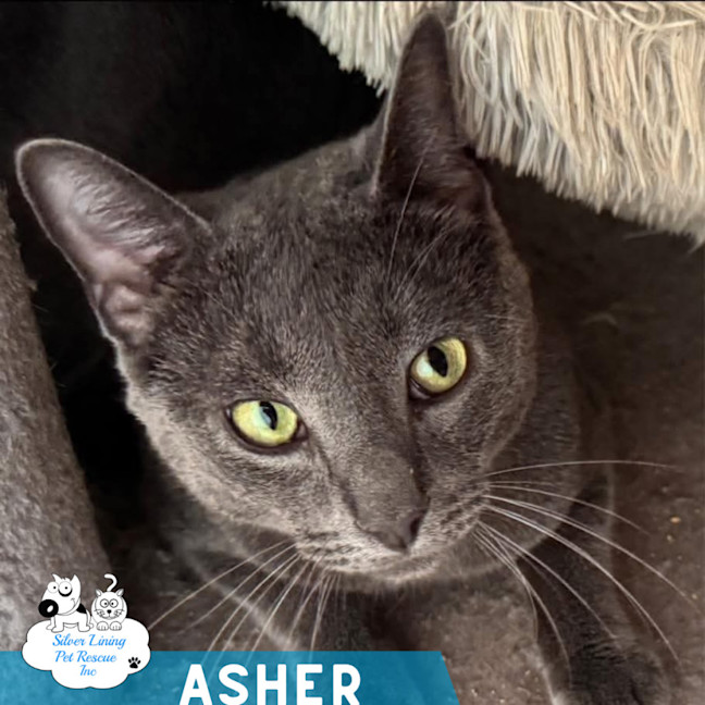 Photo of Asher
