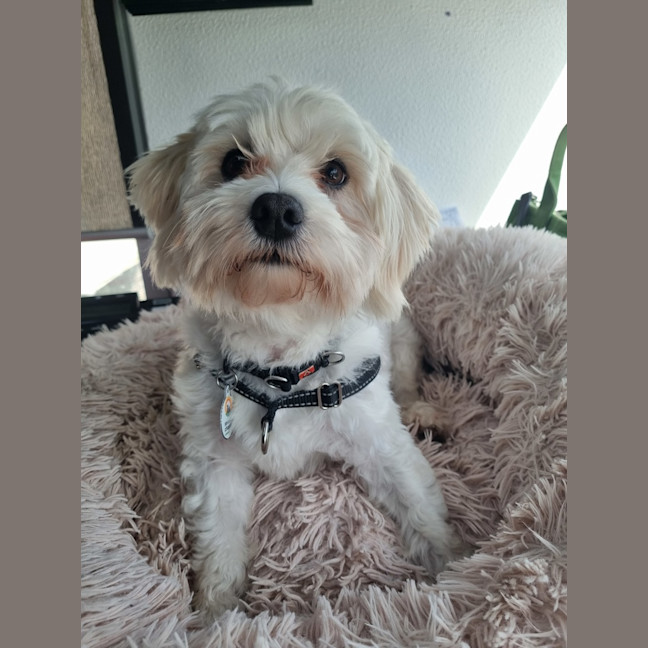 Photo of Max (Was Yoki ) 