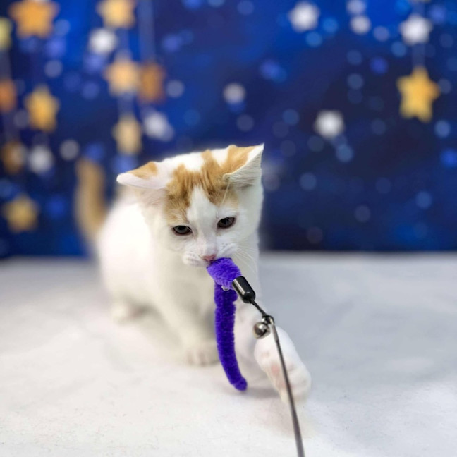 Photo of Rome   Located In Preston