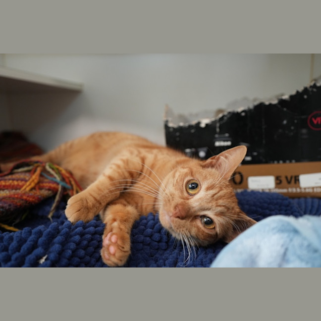 Photo of Cheese Supreme