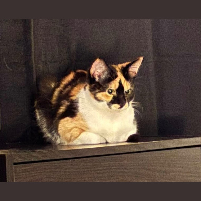 Photo of Jj Moo