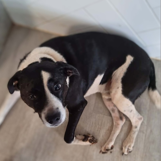 Photo of Gidgy (Buster)