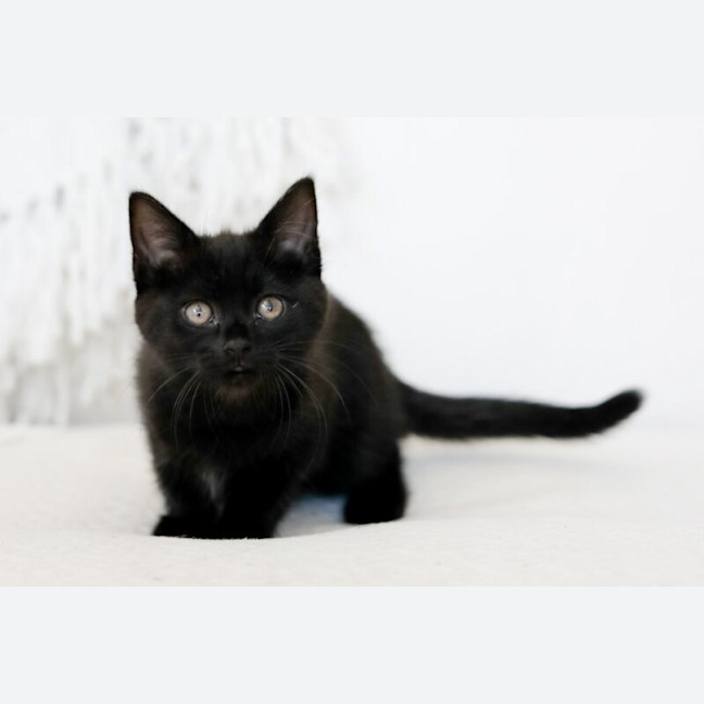 Photo of Nellie