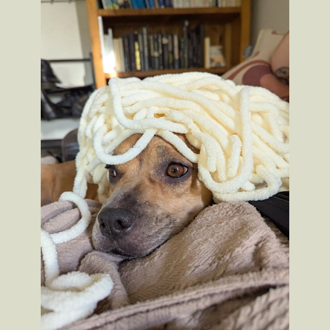 Photo of Lemon   2 Year Old Dachshund X French Bulldog