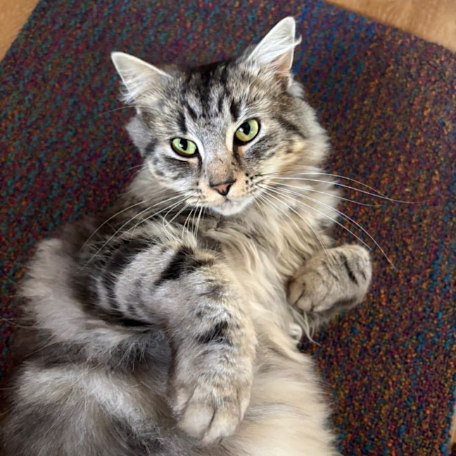 Photo of Teddy