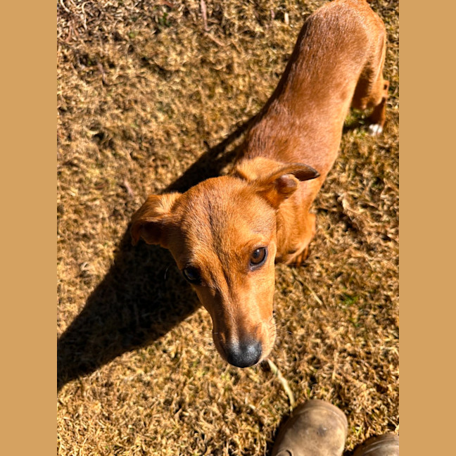 Photo of Toffee