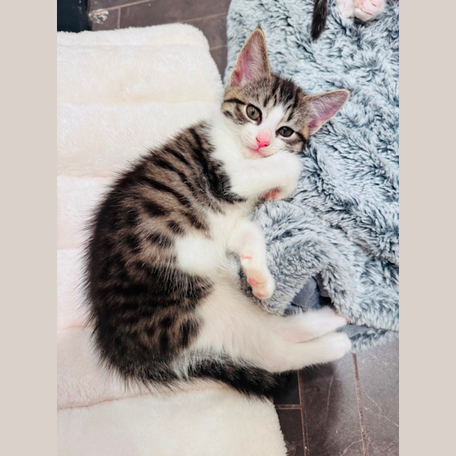 Photo of Dandelion 🌼
