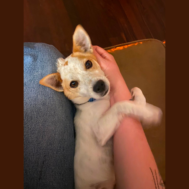 Photo of Panko