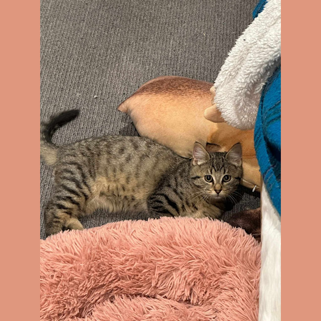 Photo of Pablo (Tabby)
