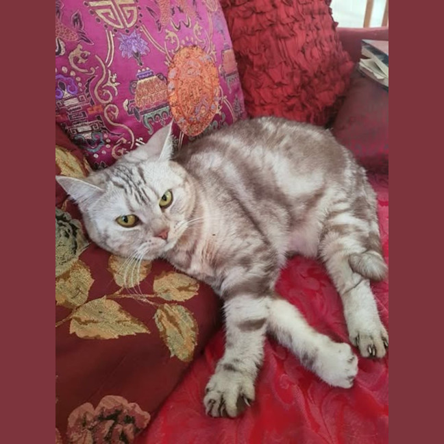 Photo of Mochi