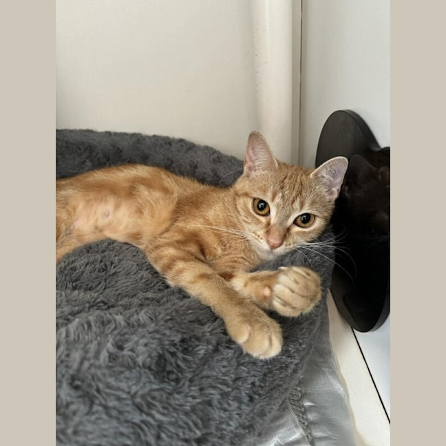 Photo of Saffron