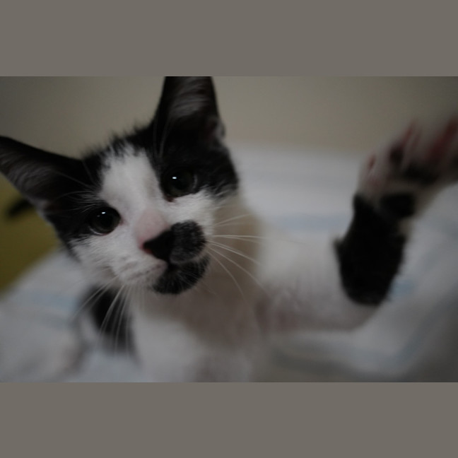 Photo of Pedro