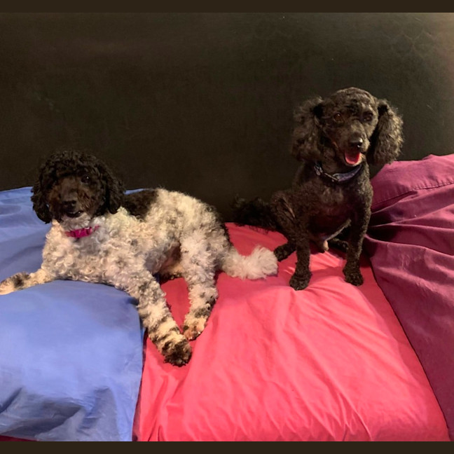 Photo of Boof And Cookie