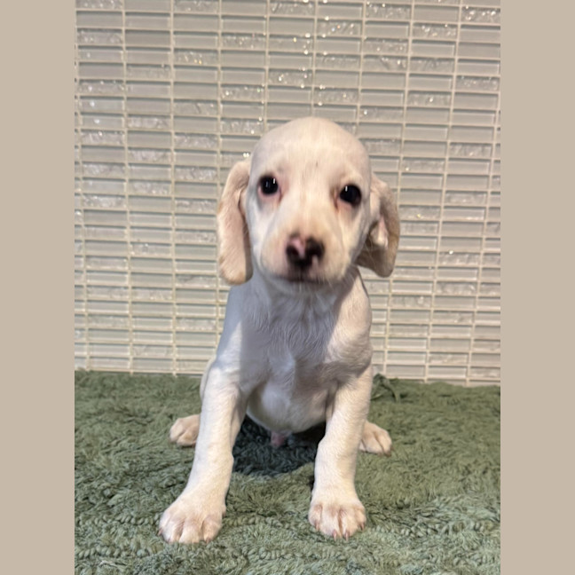 Photo of Wally