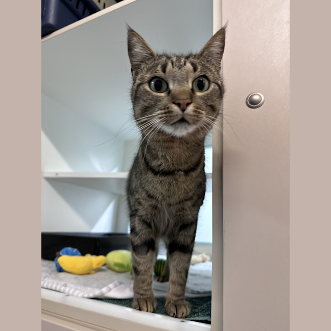 Photo of Phoebe