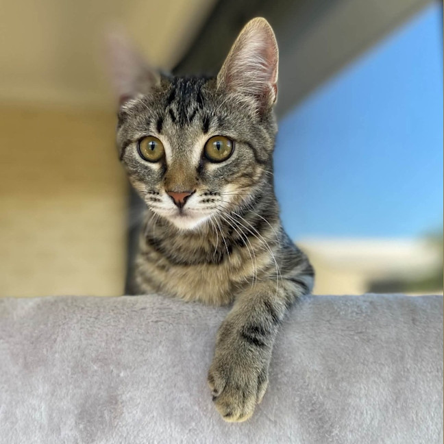 Photo of Fudge