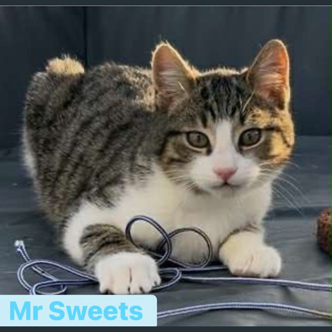 Photo of Mr Sweets