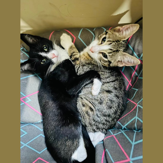 Photo of Alex   4 Month Old Domestic Short Hair