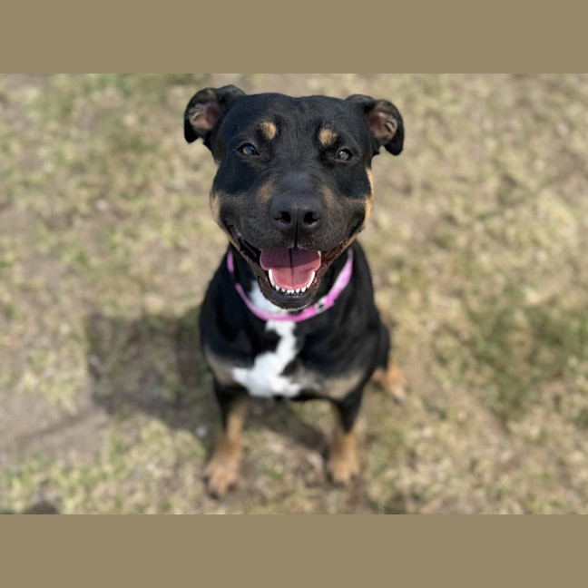 Photo of Tilly Imp 2563