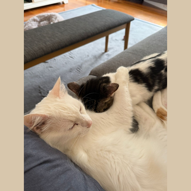 Photo of Smudge