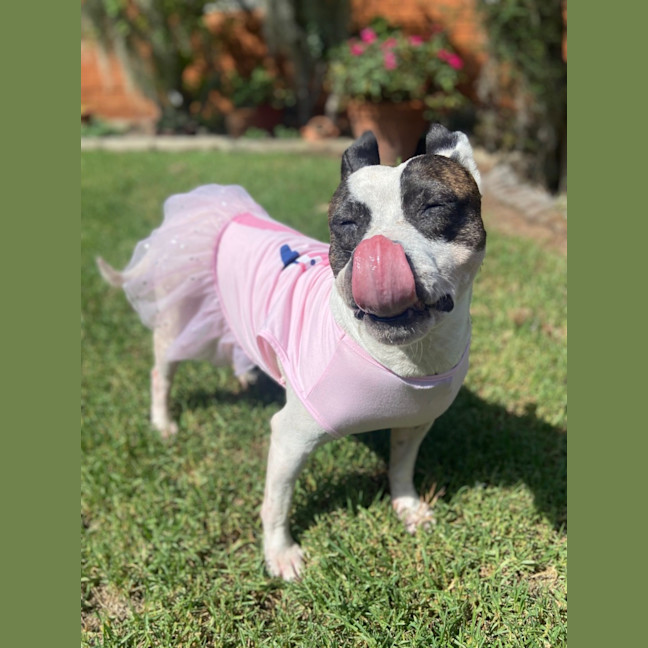 Photo of Pookie Imp 199