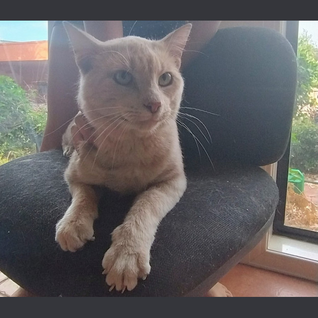 Photo of Max Meet Me@Petstock Hastings Store