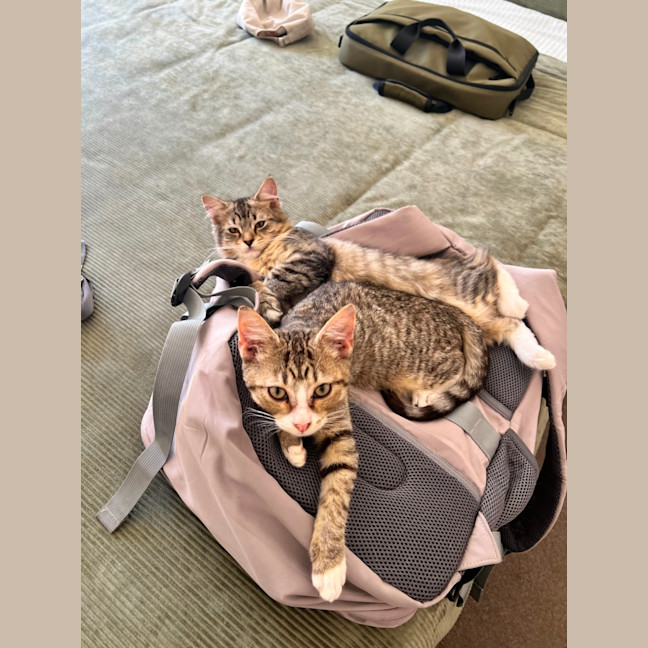 Photo of Root Beer Float