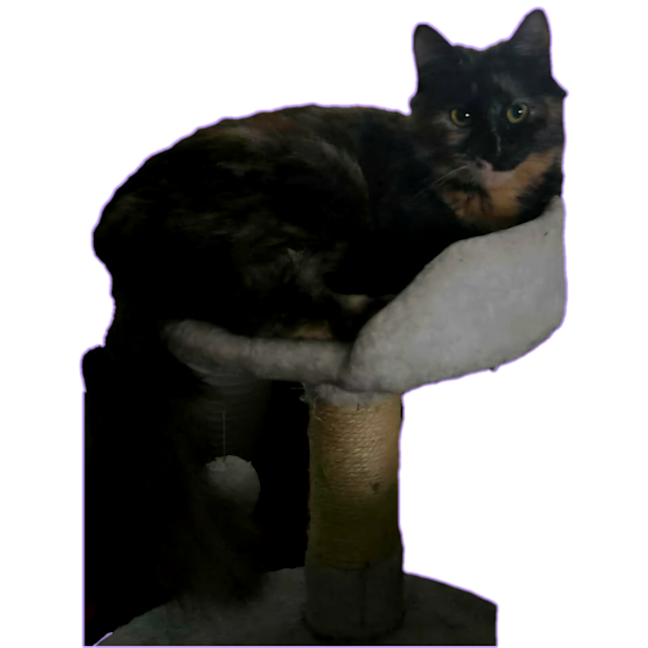 Photo of Freya