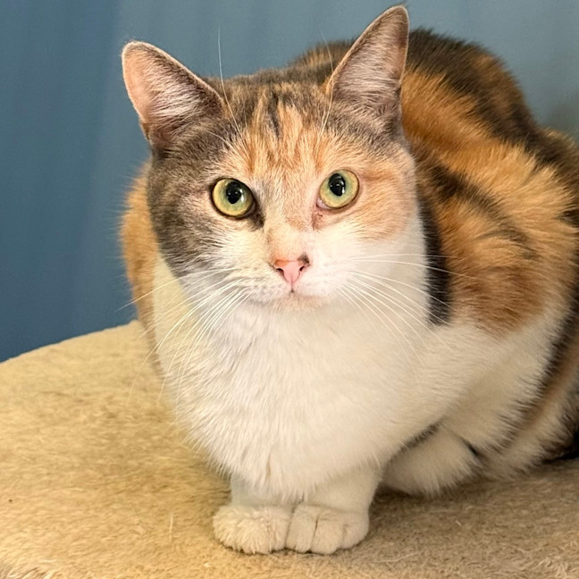 Photo of Annie