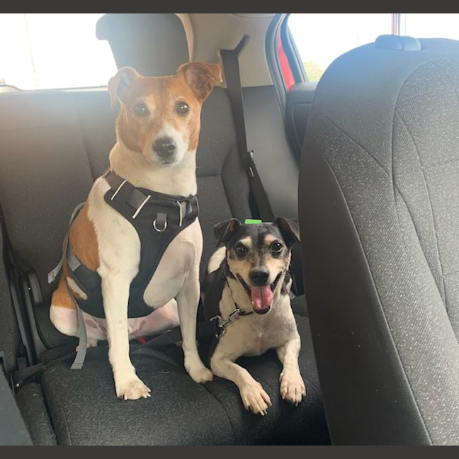 Photo of Milo And Buddy