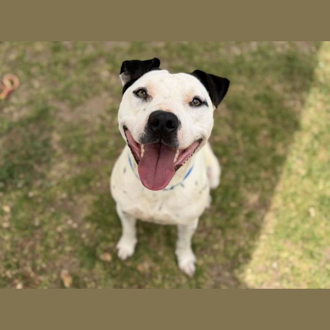 Photo of Casper Imp 2996